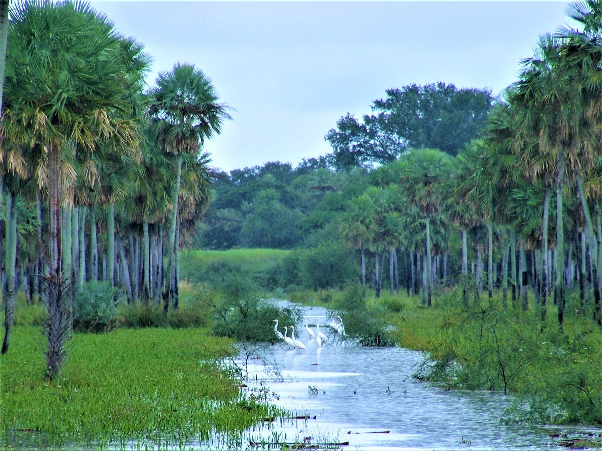Bosques no son un mero paisaje